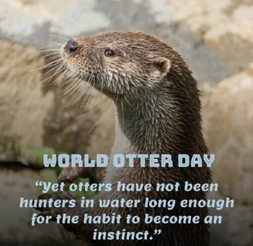 Happy World Otter Day Themes Wishes Quotes And Messages