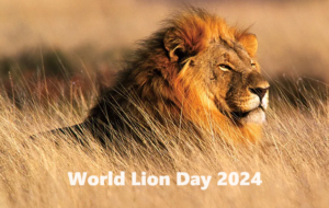 World Lion Day 2024